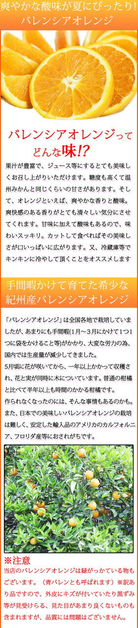 【ふるさと納税】【ご家庭用訳あり】希少な国産バレンシアオレンジ 7kg ※2026年6月下旬～7月上旬頃に順次発送予定 サムネイル3
