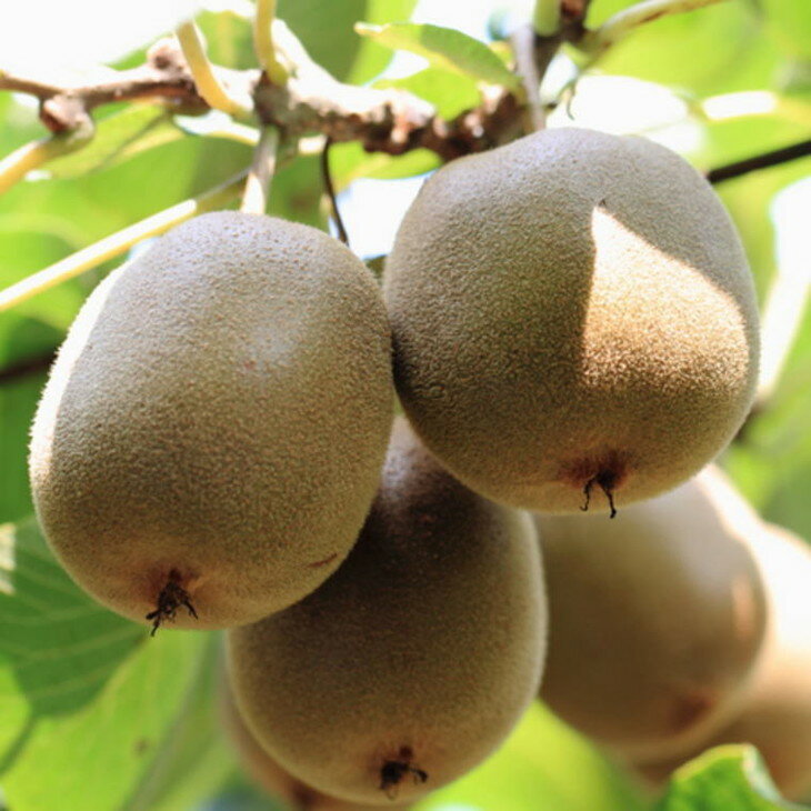 【ふるさと納税】和歌山の下津で採れたキウイフルーツ約3.6kg（玉数おまかせ・秀品） ※2026年1月中旬～3月上旬頃に順次発送予定 サムネイル3