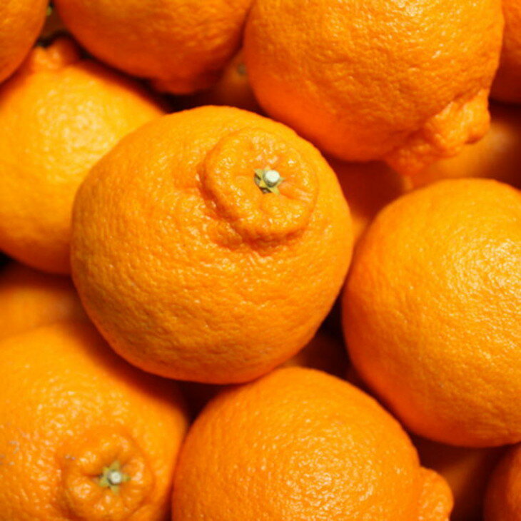 【ふるさと納税】【お味濃厚】紀州有田産の大玉デコポン約5kg（12玉〜18玉入り・青秀以上）｜柑橘 不知火 デコポン みかん フルーツ 果物 旬 先行予約 でこぽん 国産 産地直送 美浜町※2026年1月中旬～3月中旬頃に順次発送予定 サムネイル3