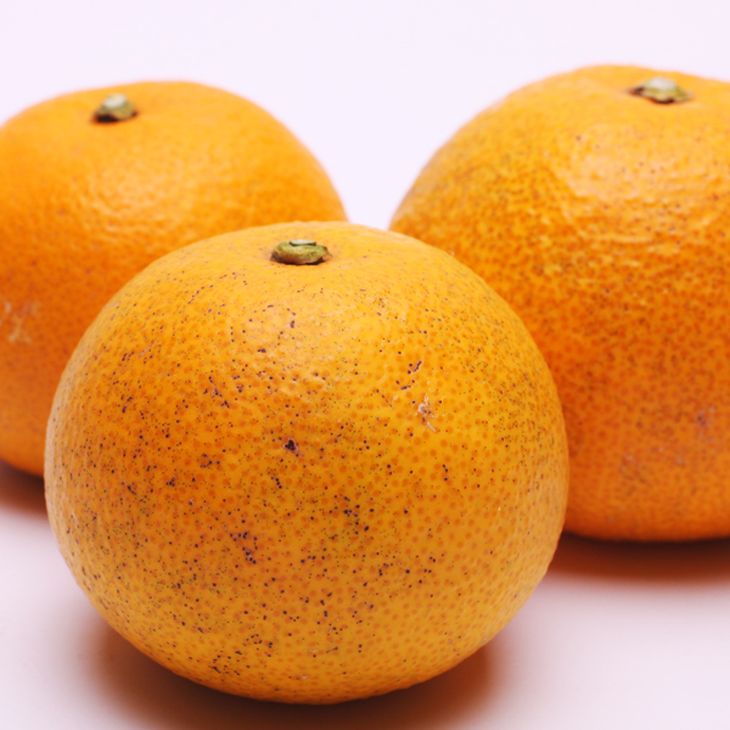 【ふるさと納税】＜1月より発送＞ 選べる内容量 厳選はっさく （傷み補償あり） ｜ 八朔みかん ハッサク ※北海道・沖縄・離島への配送不可 ※2026年1月上旬～3月下旬頃に順次発送予定 ◇ サムネイル2