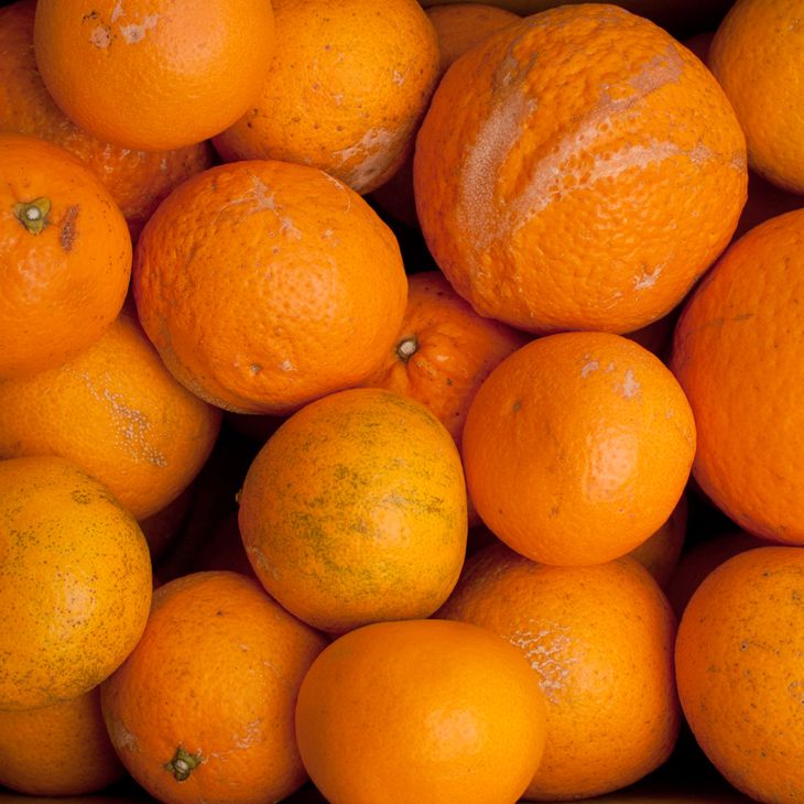 【ふるさと納税】＜2月より発送＞【選べる内容量】家庭用 清見オレンジ1～10kg+250g（傷み補償分）【光センサー食頃出荷】【樹上完熟きよみオレンジ・清見タンゴール・清美】【わけあり・訳あり】 - 画像2