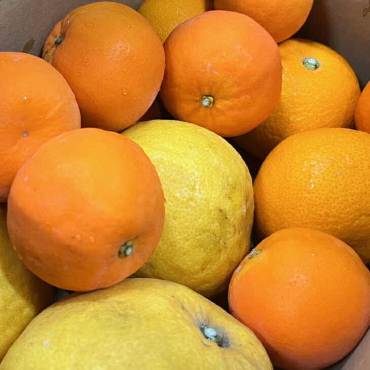 【ふるさと納税】【先行予約】＼選べる内容量／ 旬の柑橘詰め合わせセット（ご家庭用） ｜ フルーツ ふるーつ 果物 くだもの 詰め合わせ オレンジ みかん レモン 国産 産地直送 美浜町 サムネイル3