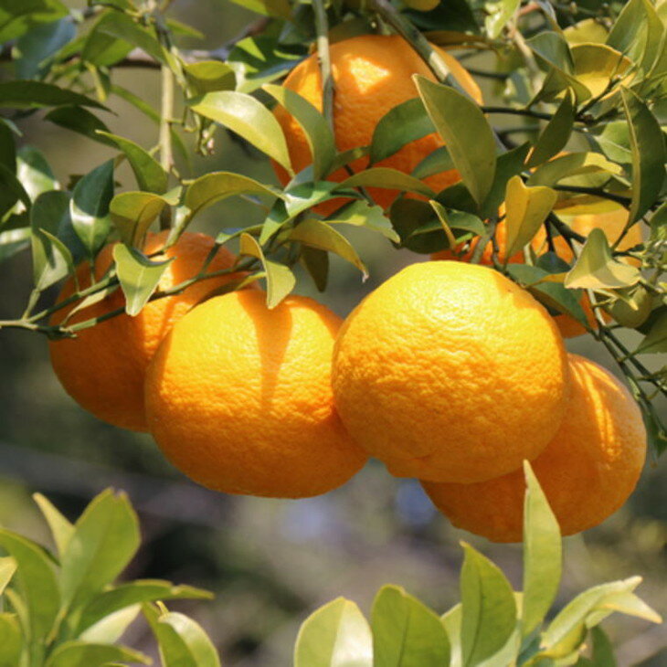 【ふるさと納税】【産直】和歌山由良町産の木成り熟成八朔約10kg（L～4Lサイズをお届け）　※2026年3月中旬～2026年4月中旬頃より順次配送予定 サムネイル3