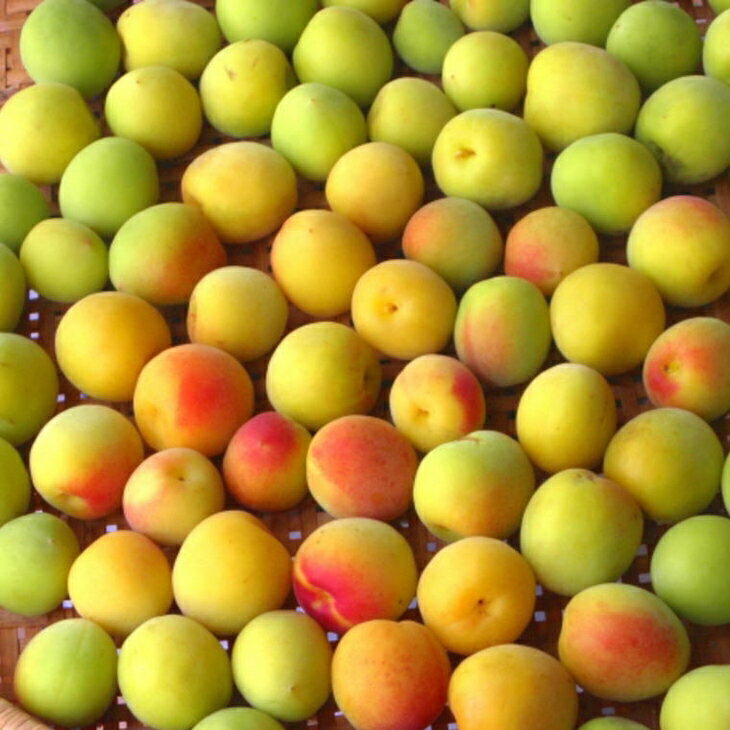 【ふるさと納税】【和歌山名産】南高梅5kg（サイズ混合） ｜ 青梅 紀州 産地直送 うめ ウメ 新鮮 ※2026年6月上旬～6月下旬頃に順次発送予定 サムネイル2