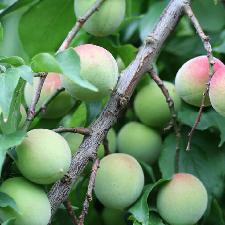 【ふるさと納税】【和歌山名産】南高梅5kg（サイズ混合） ｜ 青梅 紀州 産地直送 うめ ウメ 新鮮 ※2026年6月上旬～6月下旬頃に順次発送予定 サムネイル3