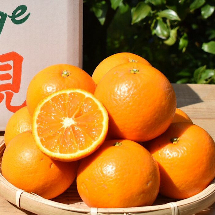 和歌山県産 有田の清見 約10kg 秀品 ※2026年3月上旬～4月下旬頃に順次発送予定 ※北海道・沖縄・離島への配送不可