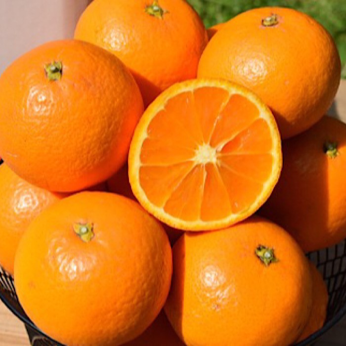 【ふるさと納税】和歌山県産 有田の清見 約10kg 秀品 ※2026年3月上旬～4月下旬頃に順次発送予定 ※北海道・沖縄・離島への配送不可 サムネイル2