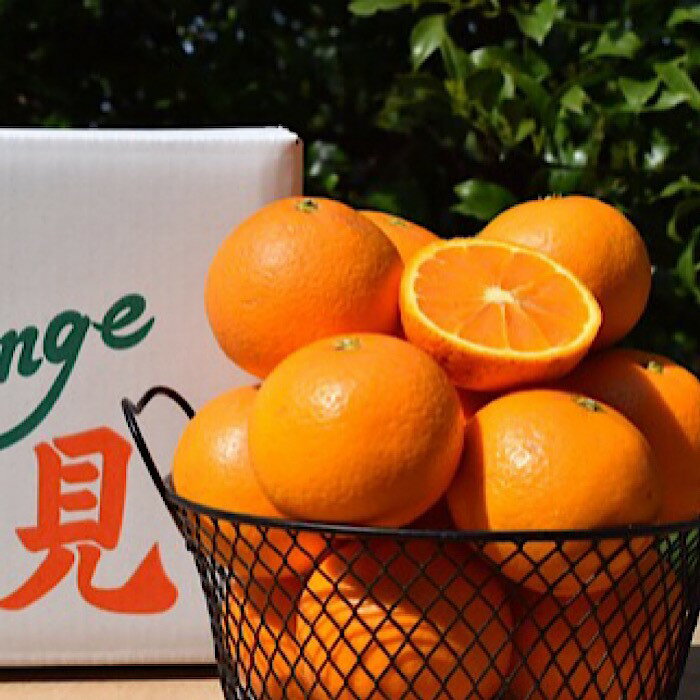 【ふるさと納税】和歌山県産 有田の清見 約10kg 秀品 ※2026年3月上旬～4月下旬頃に順次発送予定 ※北海道・沖縄・離島への配送不可 サムネイル3