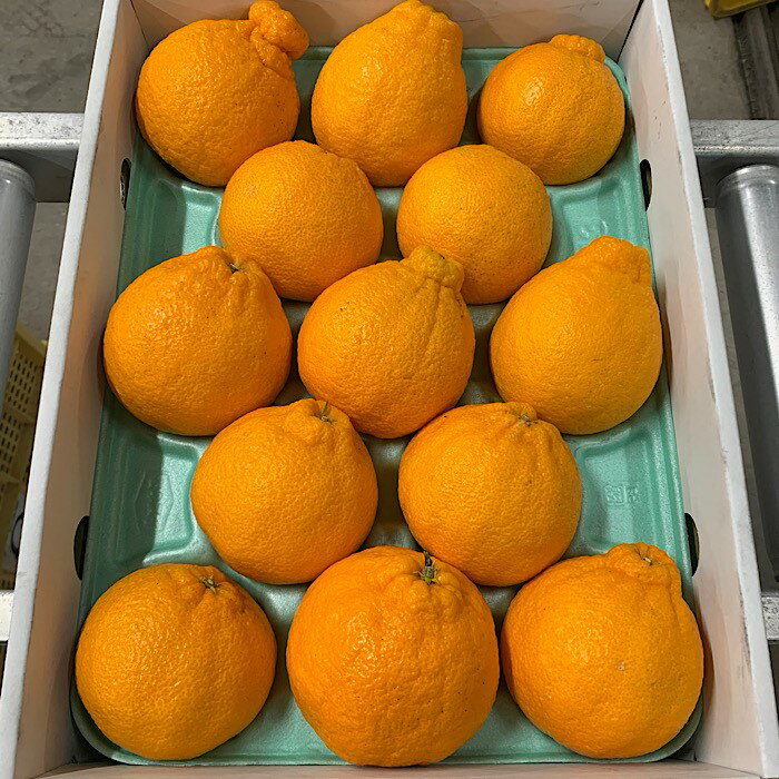 和歌山産 不知火 【9玉～15玉】化粧箱入り ※2026年2月上旬～4月下旬頃に順次発送予定 ※北海道・沖縄・離島への配送不可