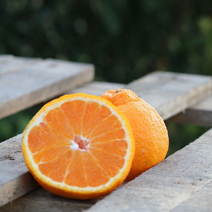 【ふるさと納税】和歌山産 不知火 【12玉～20玉】 秀品 ※2026年2月上旬～4月下旬頃に順次発送予定 ※北海道・沖縄・離島への配送不可 サムネイル2