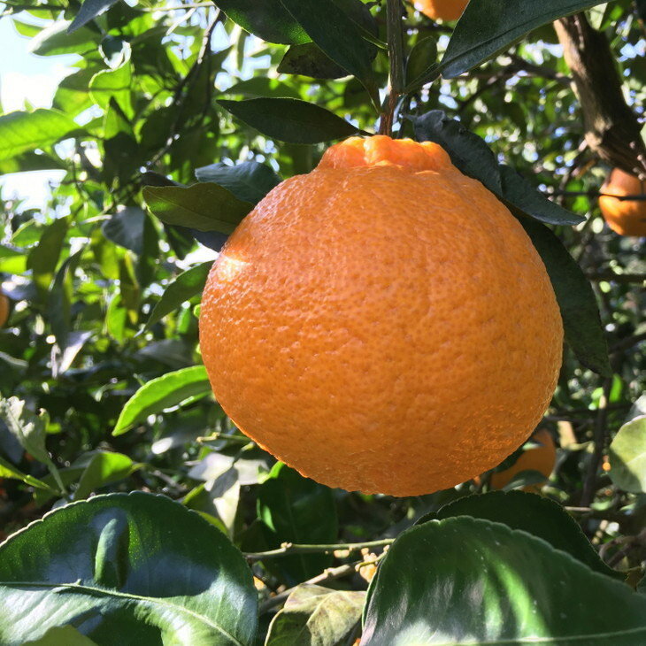 【ふるさと納税】【先行予約】＼選べる内容量／有田育ちの濃厚 不知火 (デコポン と同品種)(訳あり 家庭用)◇ サムネイル2