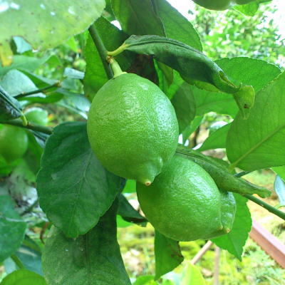 【ふるさと納税】【先行予約】【国産】選べる内容量 農家直送！ 有田レモン 1kg 2kg 3kg◇ ※北海道・沖縄・離島への配送不可 ※2025年9月下旬～2026年3月下旬頃に順次発送予定 サムネイル2