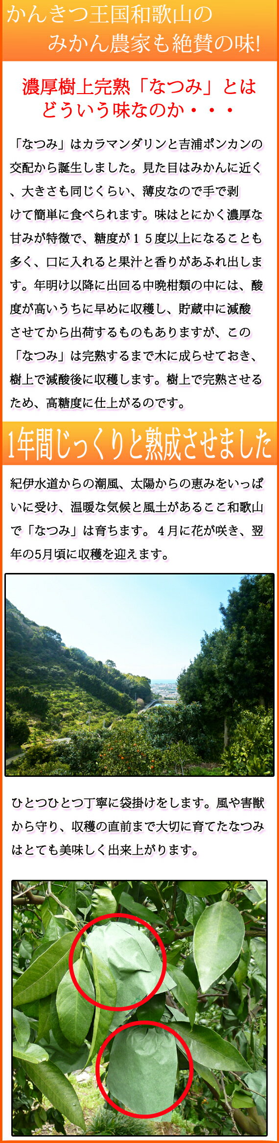 【ふるさと納税】初夏のみかん なつみ3kg | 果物 くだもの 柑橘 みかん 蜜柑 ミカン フルーツ 和歌山 産地直送 ふるさと納税 ミカン ※着日指定不可※2026年4月中旬頃〜2026年4月下旬頃に順次発送予定 サムネイル2