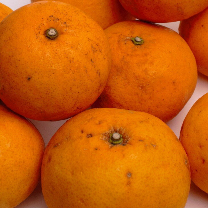 【ふるさと納税】＜4月より発送＞選べる内容量 家庭用 甘夏柑◇【初夏のみかん・旬の果物】【有田産】【光センサー食べ頃出荷】【わけあり・訳あり】 ※北海道・沖縄・離島への配送不可 ※2026年4月上旬～5月下旬頃に順次発送予定 サムネイル3