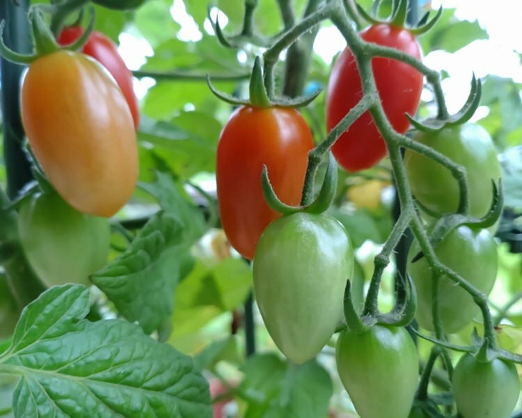 【ふるさと納税】ミニトマトアイコ(松トマト）約2kg（S・M・Lサイズおまかせ）◇ ※2026年1月中旬～6月下旬頃に順次発送予定 - 画像3