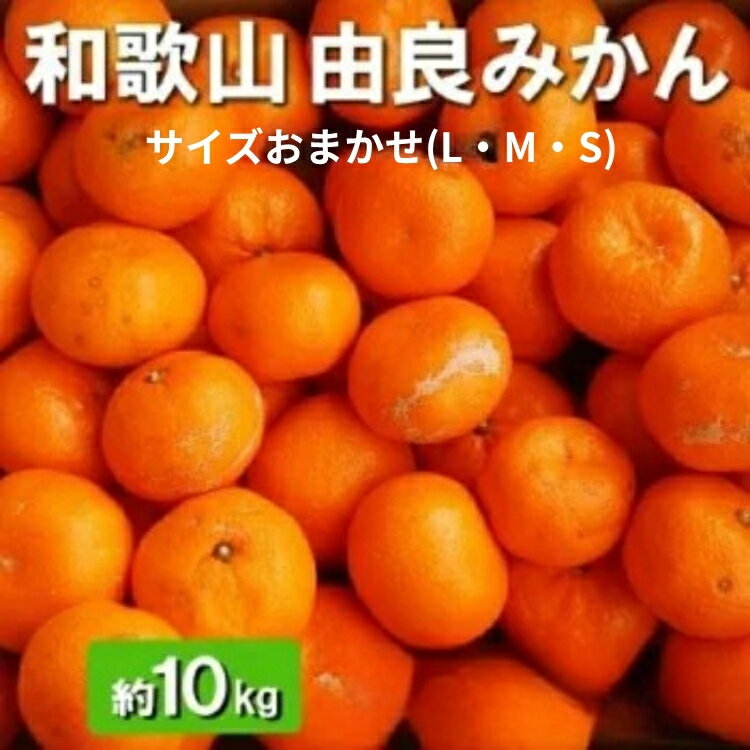 和歌山由良町産 由良みかん 約10kg 秀品 サイズおまかせ(L・М・S)◆ ※北海道・沖縄・離島への配送不可 ※2025年11月下旬～2026年1月中旬頃に順次発送予定