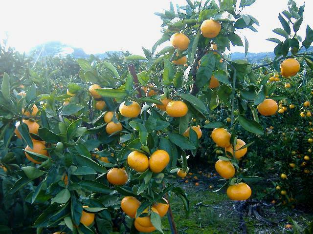 【ふるさと納税】和歌山由良町産 由良みかん 約10kg 秀品 サイズおまかせ(L・М・S)◆ ※北海道・沖縄・離島への配送不可 ※2025年11月下旬～2026年1月中旬頃に順次発送予定 サムネイル2