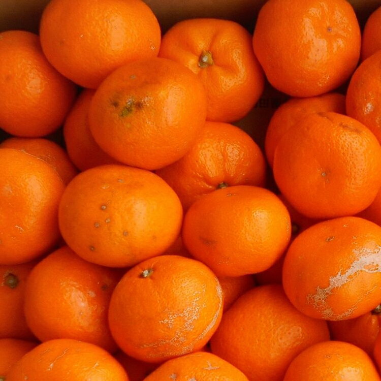 【ふるさと納税】和歌山由良みかん 約5kg 訳あり キズ 御家庭用 サイズ混合｜みかん ミカン 和歌山 由良 おまかせ フルーツ 果物 柑橘 和歌山県産 お取り寄せ ふるさと納税 返礼品 ※2025年11月下旬～2026年1月中旬頃に順次発送予定 ※北海道・沖縄・離島への配送不可 サムネイル2