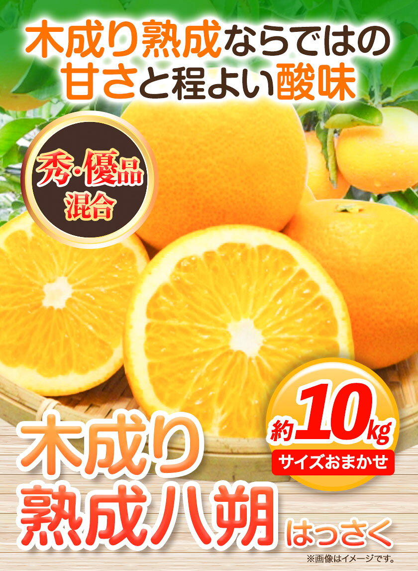 【ふるさと納税】【産直】和歌山由良町産の木成り熟成 八朔 約 10kg（L~4Lサイズ）厳選館 《2026年3月中旬-5月中旬頃出荷》和歌山県 日高町 柑橘 八朔 熟成 はっさく ハッサク サムネイル2