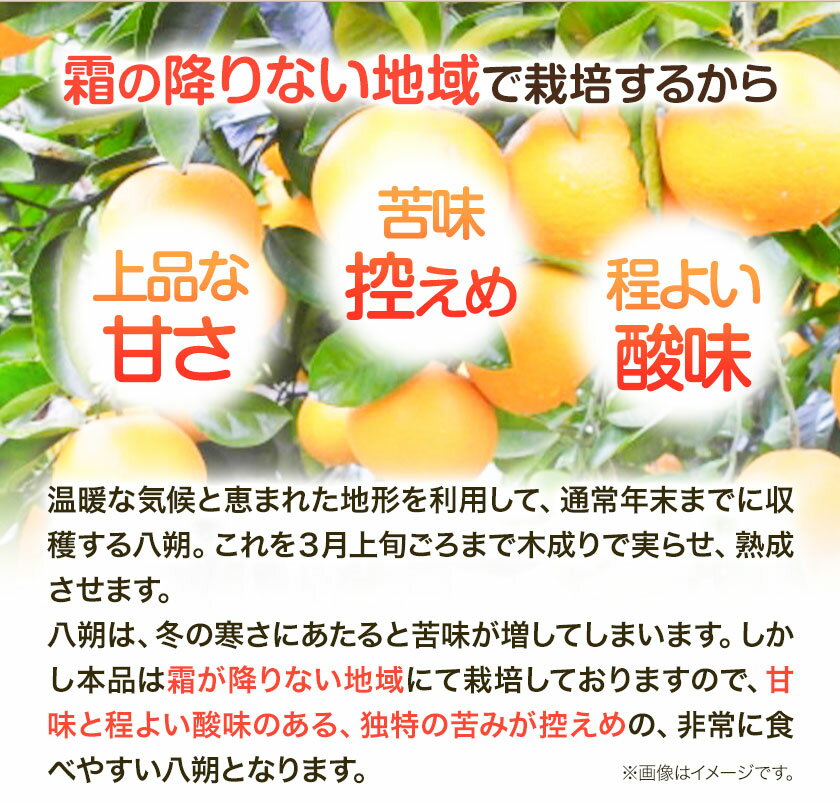 【ふるさと納税】【産直】和歌山由良町産の木成り熟成 八朔 約 10kg（S〜Lサイズ）厳選館 《2026年3月中旬-5月中旬頃出荷》和歌山県 日高町 柑橘 八朔 熟成 サムネイル3