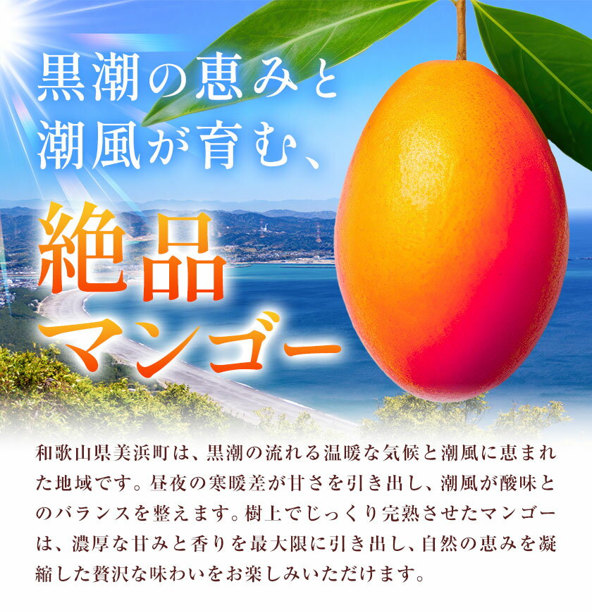 【ふるさと納税】マンゴー 果物 和歌山県産 樹上完熟しおさいマンゴー 2玉 《2026年7月下旬-9月中旬頃出荷》 日高町厳選館 和歌山県 日高町 フルーツ 完熟 送料無料 贈答 プレゼント ご褒美 青果物 サムネイル3