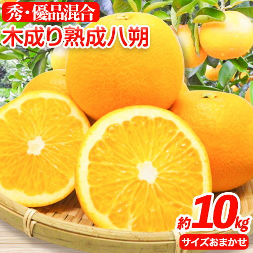 【産直】和歌山由良町産の木成り熟成 八朔 約 10kg（L~4Lサイズ）厳選館 《2026年3月中旬-5月中旬頃出荷》和歌山県 日高町 柑橘 八朔 熟成 はっさく ハッサク