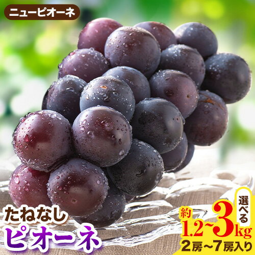 【先行予約】たねなし ピオーネ 選べる内容量 約1.2kg 約2kg 約3kg 厳選館 《2026年8月中旬-9月中旬頃出荷予定》 和歌山県 日高町 フルーツ ぶどう ピオーネ たねなし 和歌山県産 送料無料【配送不可地域あり】