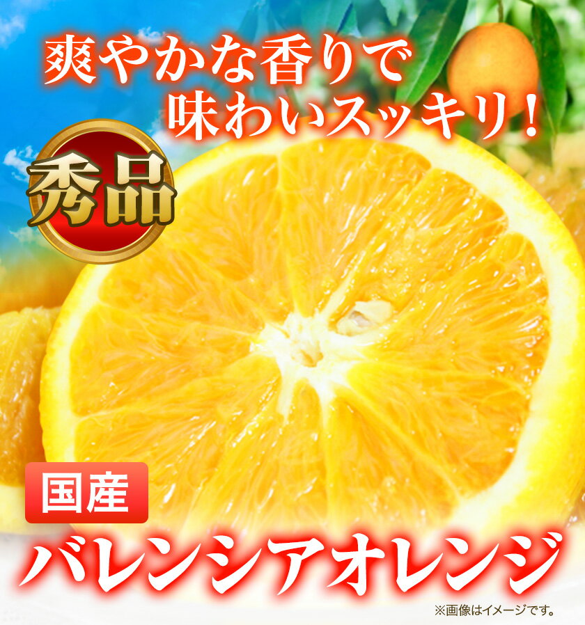 【ふるさと納税】【秀品】※先行予約※希少な国産バレンシアオレンジ 選べる 2.5kg 5kg 株式会社 魚鶴商店《2026年6月下旬頃〜7月上旬頃出荷》和歌山県 日高町 オレンジ 柑橘 フルーツ 果物 サムネイル2