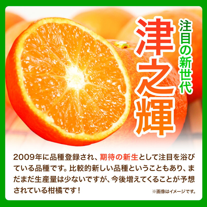 【ふるさと納税】【先行予約】津之輝(つのかがやき) 約5kg 株式会社魚鶴商店《2026年2月上旬-3月中旬頃出荷予定》 和歌山県 日高町 柑橘 フルーツ サムネイル3