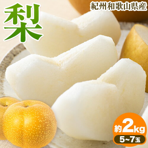 紀州和歌山県産の梨 約2kg 5〜7玉 化粧箱入 魚鶴商店【先行予約】《8月中旬-9月上旬より発送予定(土日祝除く)》和歌山県 日高町 和歌山県産 梨 なし ナシ 贈り物 ギフト