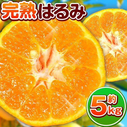 【先行予約】みかん はるみみかん 果肉ぷりぷり 完熟はるみ 約5kg 魚鶴商店《2月中旬-3月中旬頃よりに発送予定(土日祝除く)》完熟みかん ミカン 和歌山県 日高町 贈り物 ギフト