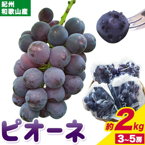 【先行予約】紀州和歌山産 ピオーネ 約2kg 3房-5房 魚鶴商店《2026年8月下旬-9月下旬頃出荷》 和歌山県 日高町 フルーツ ぶどう 巨峰 2kg 和歌山県産 送料無料
