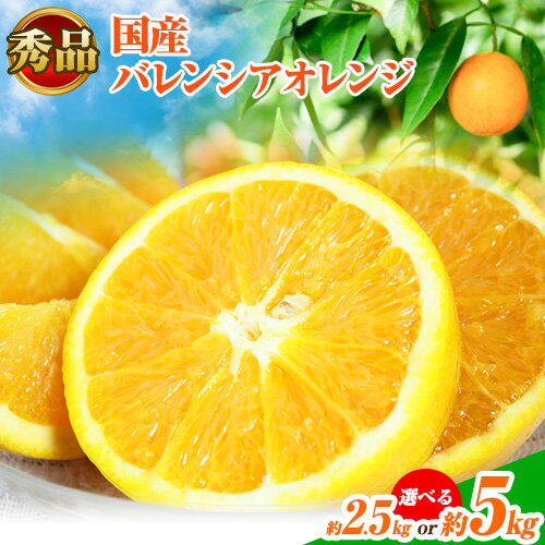 【秀品】※先行予約※希少な国産バレンシアオレンジ 選べる 2.5kg 5kg 株式会社 魚鶴商店《2026年6月下旬頃〜7月上旬頃出荷》和歌山県 日高町 オレンジ 柑橘 フルーツ 果物