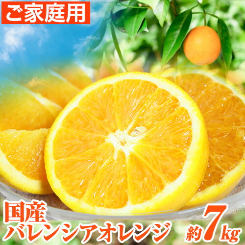 【ご家庭用訳あり】※先行予約※希少な国産バレンシアオレンジ 約7kg 株式会社魚鶴商店《2026年6月下旬-7月上旬出荷》和歌山県 日高町