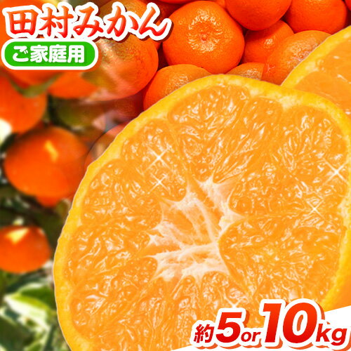 【先行予約】【ご家庭用 訳あり】田村みかん 5kg or 10kg 株式会社魚鶴商店《2025年11月下旬-2026年2月上旬頃出荷》 和歌山県 日高町 柑橘 フルーツ