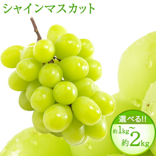 紀州和歌山産 シャインマスカット 選べる 約 1kg 約 2kg 魚鶴商店《2026年8月下旬-9月上旬頃出荷》マスカット 和歌山県 日高町 贈り物 ギフト ぶどう シャインマスカット