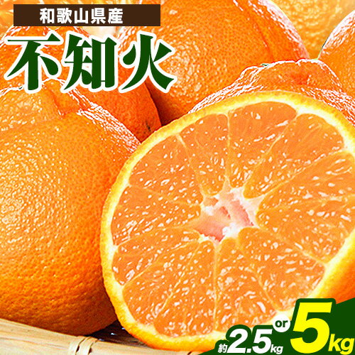 【先行予約】紀州有田産不知火( デコポン と同品種 ) 選べる 内容量 約 2.5kg 5kg 株式会社魚鶴商店《2026年2月中旬-3月中頃より出荷予定》 和歌山県 日高町 不知火 しらぬい 柑橘 ご家庭用 デコポン でこぽん しらぬい 訳ありデコポン