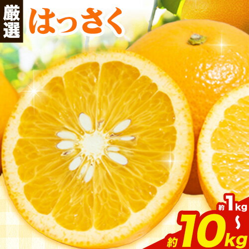 ＜1月より発送＞ 厳選 はっさく 選べる 1kg +250g 2.5kg +250g 5kg +250g 10kg +250g 池田鹿蔵農園 日高町 《2025年1月上旬-3月末頃出荷》和歌山県 日高町 送料無料 はっさくみかん 八朔 はっさく ギフト【配送不可地域あり】