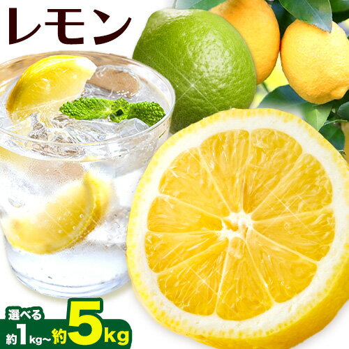 レモン 選べる 約 1kg 2.5kg 5kg 各＋250g (傷み補償分) 和歌山 有田産 防腐剤・WAX不使用 安心 国産 レモン 池田鹿蔵農園@日高町（池田農園株式会社）《9月上旬-4月下旬頃より発送予定》和歌山県 日高町 れもん グリーンレモン lemon 檸檬 配送不可地域あり