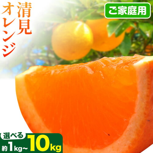 【先行予約】＜2月より発送＞ 家庭用 清見オレンジ 選べる 約1kg+250g 約2.5kg+250g 約5kg+250g 約10kg+250g (傷み補償分) 訳あり ご家庭用 光センサー選別 池田鹿蔵農園 《2月上旬-3月末出荷》和歌山県 日高町 果物 送料無料【配送不可地域あり】