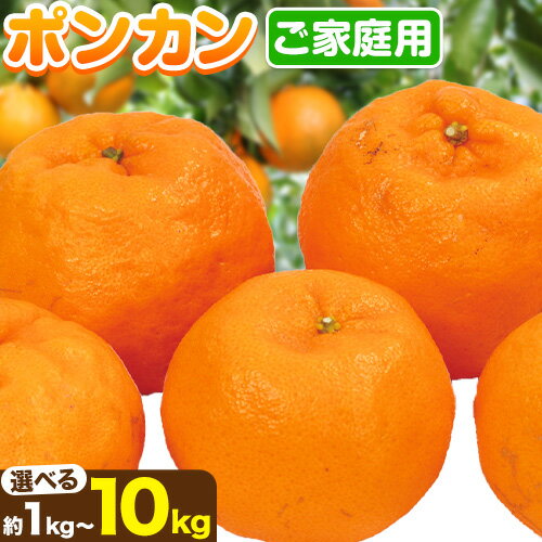 【先行予約】 家庭用 ポンカン 選べる 約1kg＋250g 約2.5kg＋250g 約5kg＋250g 約10kg＋250g (傷み補償分) 光センサー選別 訳あり 和歌山県産 有田 ポンカン 池田鹿蔵農園 《1月末-2月末頃出荷》和歌山県 日高町 果物 送料無料【配送不可地域あり】