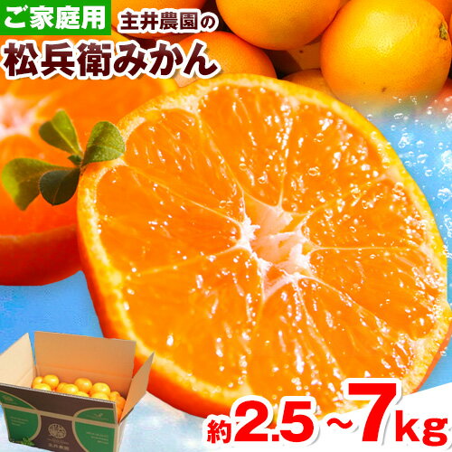 【先行予約】選べる 主井農園 の 松兵衛 みかん ご家庭用 約2.5kg 約5kg 約7kg《2025年11月中旬-1月上旬頃出荷》主井農園 みかん 和歌山県 日高町 和歌山みかん 温州みかん ミカン 蜜柑 柑橘 果物 フルーツ 家庭用 訳あり わけあり みかん