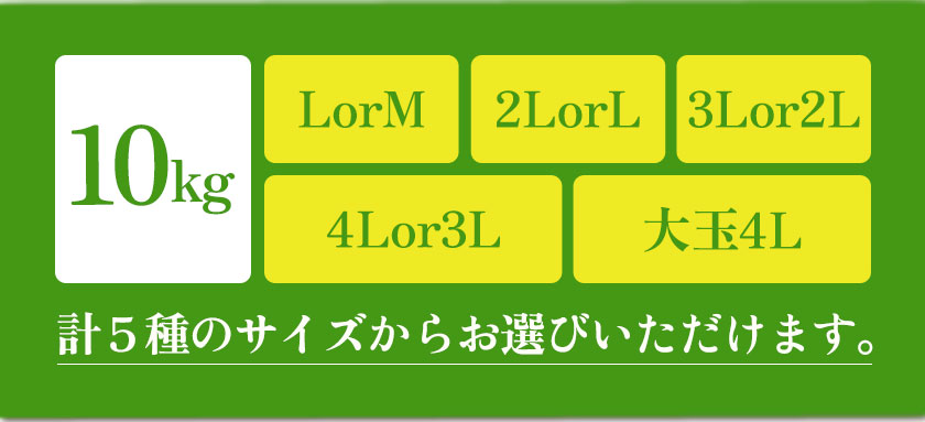 【ふるさと納税】紀州熟南高梅 約10kg 選べるサイズ MまたはLサイズ Lまたは2Lサイズ 2Lまたは3Lサイズ 3Lまたは4Lサイズ 大玉4Lサイズ ふるさと農園《6月上旬-6月中旬頃出荷予定》和歌山県 日高町 梅 うめ 果物 フルーツ 和歌山県産 送料無料 梅酒 梅干し 紀州南高梅 サムネイル3