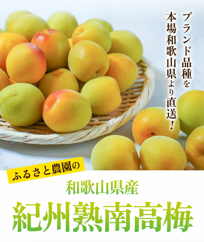 【ふるさと納税】紀州熟南高梅 約2kg 選べるサイズ MまたはLサイズ Lまたは2Lサイズ 2Lまたは3Lサイズ 3Lまたは4Lサイズ 大玉4Lサイズ ふるさと農園《6月上旬-6月中旬頃出荷予定》和歌山県 日高町 梅 うめ 果物 フルーツ 和歌山県産 送料無料 梅酒 梅干し 紀州南高梅 サムネイル2
