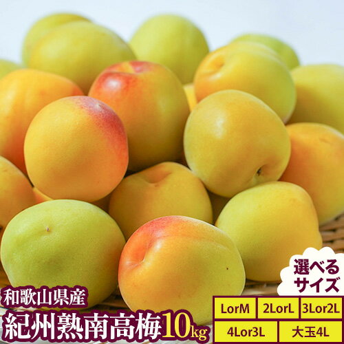 紀州熟南高梅 約10kg 選べるサイズ MまたはLサイズ Lまたは2Lサイズ 2Lまたは3Lサイズ 3Lまたは4Lサイズ 大玉4Lサイズ ふるさと農園《6月上旬-6月中旬頃出荷予定》和歌山県 日高町 梅 うめ 果物 フルーツ 和歌山県産 送料無料 梅酒 梅干し 紀州南高梅