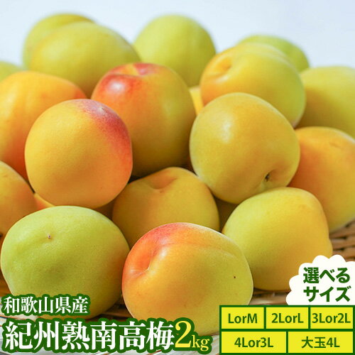 紀州熟南高梅 約2kg 選べるサイズ MまたはLサイズ Lまたは2Lサイズ 2Lまたは3Lサイズ 3Lまたは4Lサイズ 大玉4Lサイズ ふるさと農園《6月上旬-6月中旬頃出荷予定》和歌山県 日高町 梅 うめ 果物 フルーツ 和歌山県産 送料無料 梅酒 梅干し 紀州南高梅