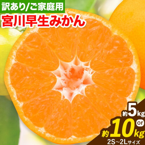 訳あり 宮川 早生みかん 選べる 約 5kg (2s〜2lサイズ) 約 10kg (2s〜2lサイズ) 笑いの里のTommyファーム《11月下旬-1月上旬頃出荷》和歌山県 日高町 みかん 早生 ご家庭用 旬 柑橘 フルーツ 果物 ミカン 柑 家庭用