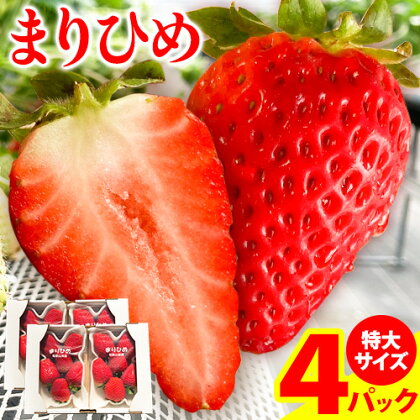 希少！まりひめ　特大サイズ　約300g〜350g×4パック きよ農園《2026年1月中旬-3月下旬頃出荷》 和歌山県 日高町 いちご 苺 まりひめ フルーツ 果物 スイーツ 送料無料