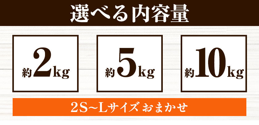 【ふるさと納税】【先行予約】早生みかん サイズおまかせ 選べる 内容量 約 5kg 約10kgどの坂果樹園《12月上旬-1月末頃出荷予定》和歌山県 日高町 みかん 早生 旬 柑橘 フルーツ 果物 蜜柑 ミカン サムネイル3