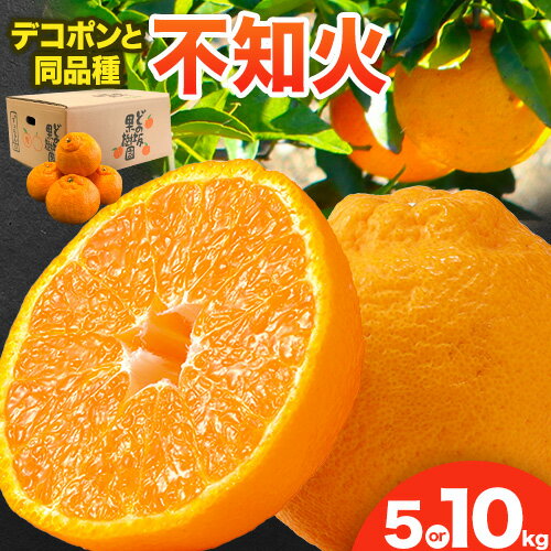 不知火 ( デコポン と同品種 ) しらぬい 約 5kg または 約 10kg (L〜5Lサイズ) どの坂果樹園《2026年2月中旬-4月上旬頃出荷》 和歌山県 日高町 しらぬい 不知火 デコポン でこぽん 旬 果物 フルーツ 柑橘 産地直送 送料無料